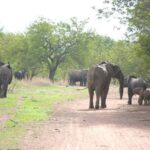 Burkina Faso : le gouvernement appelle à la vigilance face aux mouvements d’éléphants observés sur plusieurs axes routiers